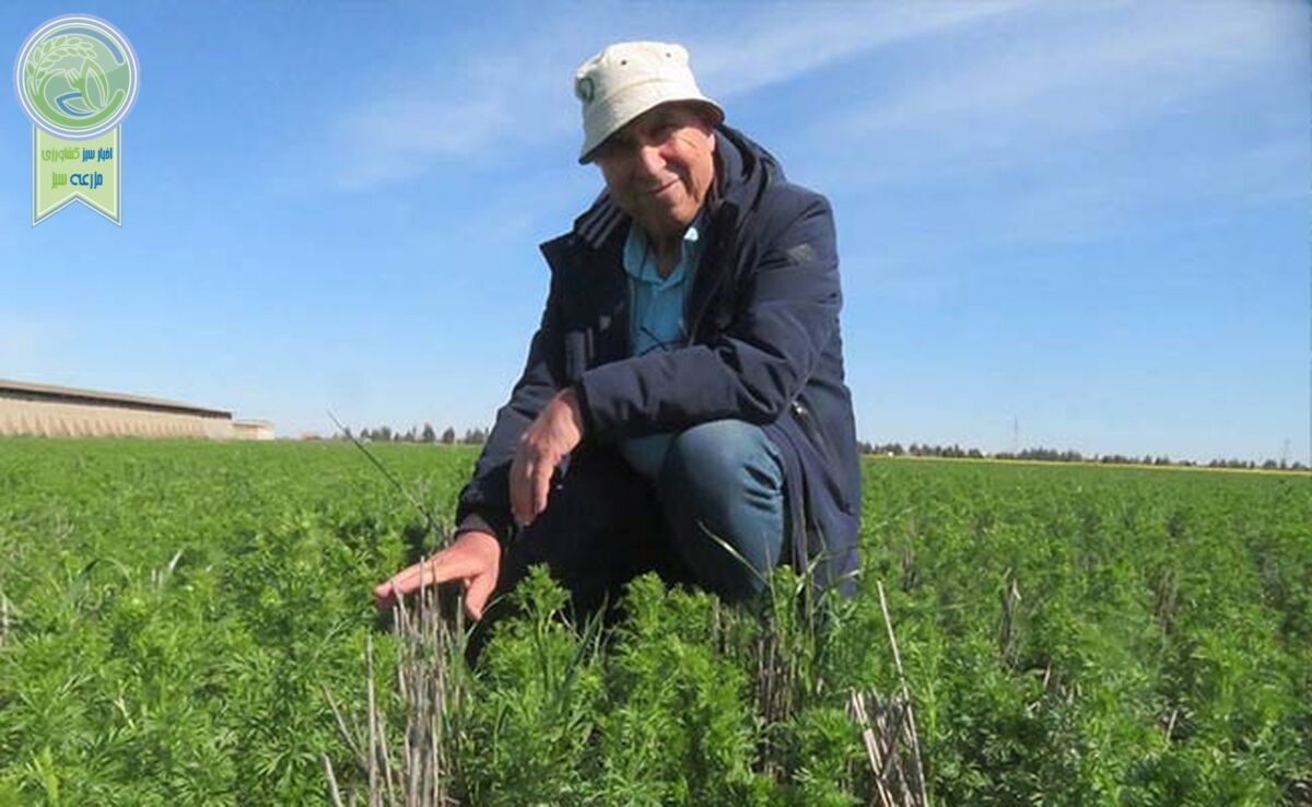 سیاه‌دانه؛ طلای سیاه کشاورزی پایدار با روش‌های بی‌خاک‌ورزی+ ویدئو

