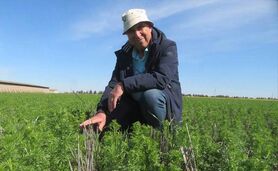 سیاه‌دانه؛ طلای سیاه کشاورزی پایدار با روش‌های بی‌خاک‌ورزی+ ویدئو

