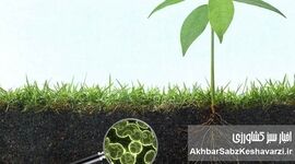 میکروارگانیسم‌ها عامل تثبیت کربن خاک