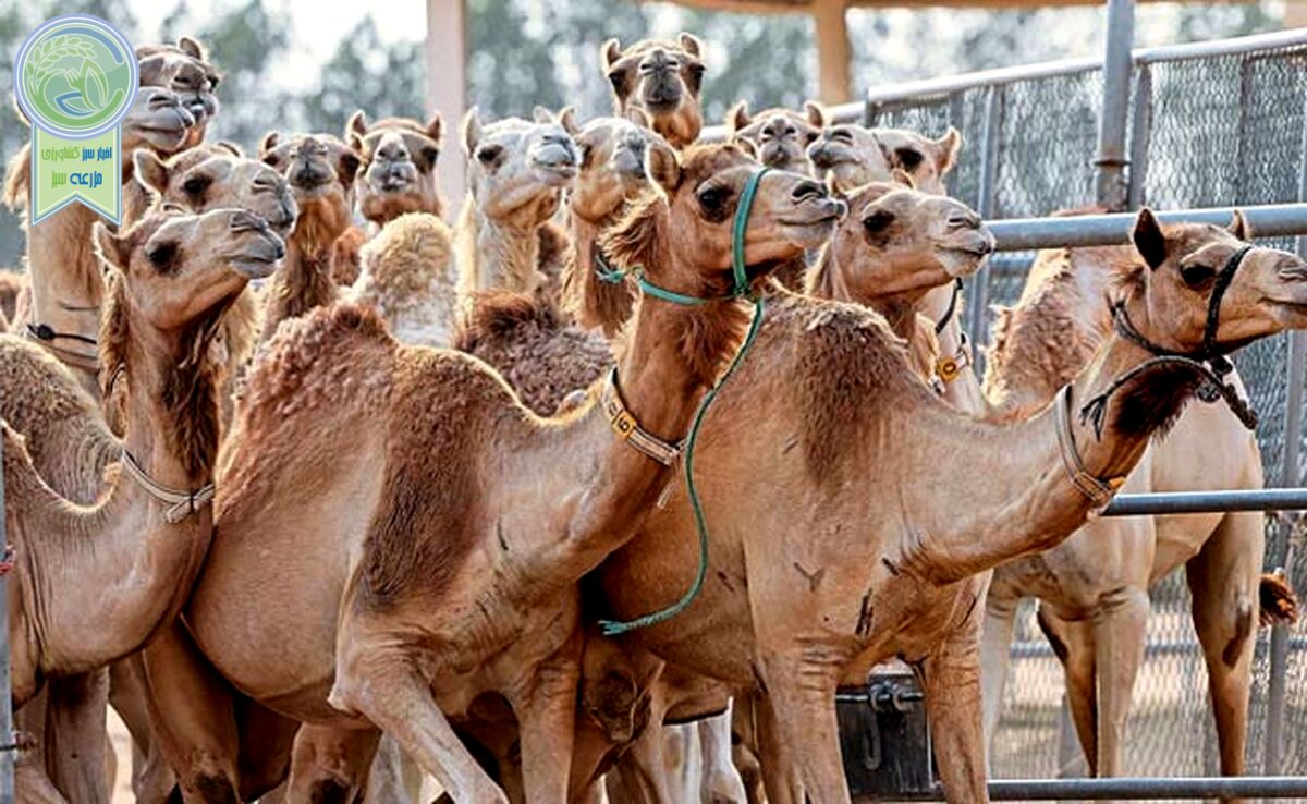 اهمیت پرورش شتر، مزایا و چالش‌های آن

