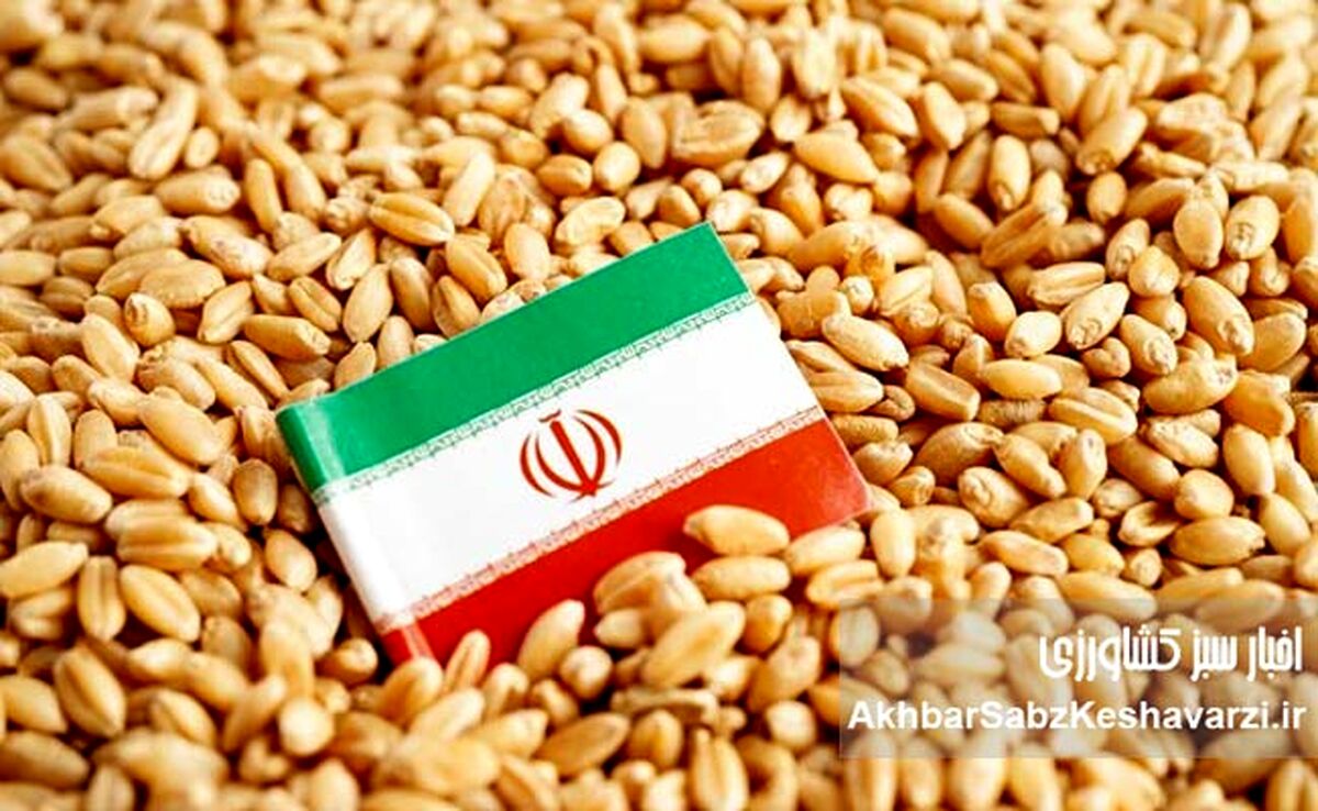 گندم ۴۰ هزار تومانی؛ طوفان تورمی که از مزرعه به سفره می‌رسد