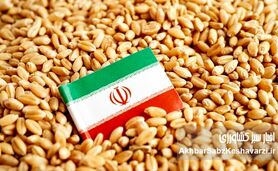 گندم ۴۰ هزار تومانی؛ طوفان تورمی که از مزرعه به سفره می‌رسد