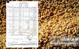شوک فیش‌های بیمارستانی؛ هزینه نهاده های دامی از جیب بیماران!