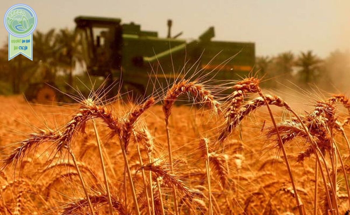 افزایش ۱۱ درصدی خرید تضمینی گندم

