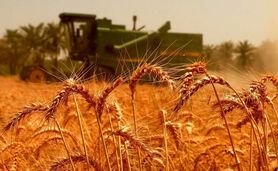 افزایش ۱۱ درصدی خرید تضمینی گندم

