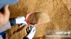 بازار سویا در آستانه تحول؛ از انحصار واردات تا ضرورت تأمین ۲.۴ میلیون تن دانه و کنجاله