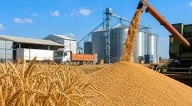 آغاز رسمی ثبت سفارش واردات گندم دامی برای تأمین نهاده‌ها