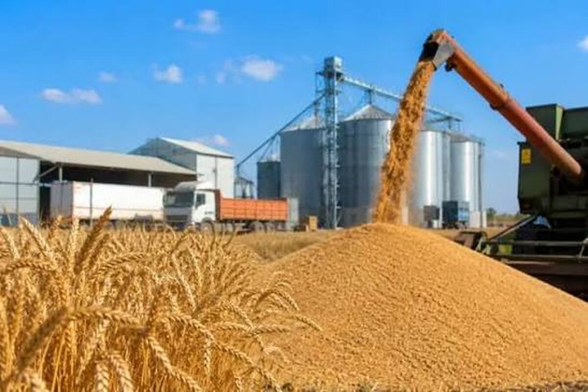 آغاز رسمی ثبت سفارش واردات گندم دامی برای تأمین نهاده‌ها