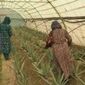 اشتغال‌زایی زنان روستایی با توسعه گلخانه‌های خانگی؛ راهکار سازگار با اقلیم ایران