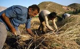 کشت قراردادی، کشاورزان را به باد داد

