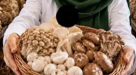 پرورش قارچ‌های دارویی؛ سودی فراتر از قارچ دکمه‌ای