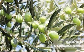 روز مزرعه زیتون در رودبار؛ انقلاب دانش برای افزایش تولید زیتون گیلان