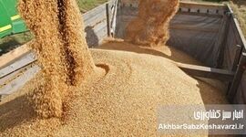 بحران در بازار نهاده‌های دامی؛ مرغداران می‌گویند «بازارگاه نهاده ندارد»