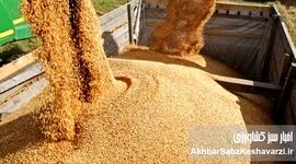 بحران در بازار نهاده‌های دامی؛ مرغداران می‌گویند «بازارگاه نهاده ندارد»
