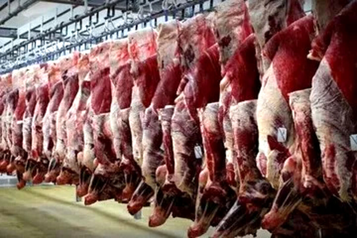 پیش‌بینی کاهش قیمت گوشت؛ نرخ جدید دام زنده اعلام شد