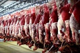 پیش‌بینی کاهش قیمت گوشت؛ نرخ جدید دام زنده اعلام شد