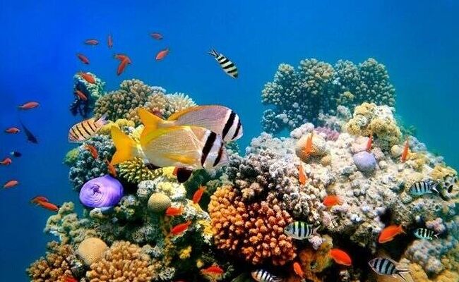 حفاظت از آبزیان در خطر انقراض؛ نبردی برای نجات تنوع زیستی