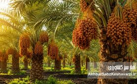چرا بسیاری از نخل‌ها و باغ‌ها با وجود هزینه بالا، بازده مطلوب ندارند؟