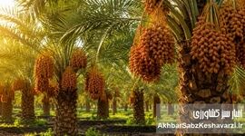 چرا بسیاری از نخل‌ها و باغ‌ها با وجود هزینه بالا، بازده مطلوب ندارند؟
