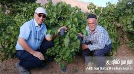 از تاکستان گایکان تا سفره ایرانیان؛ روایت مردی که عاشق تولید انگور سالم است+ ویدئو