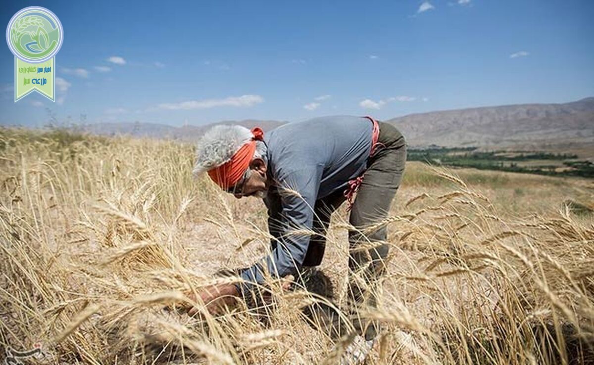6 میلیون و 40 هزار هکتار از اراضی آبی و دیم  زیر کشت گندم

