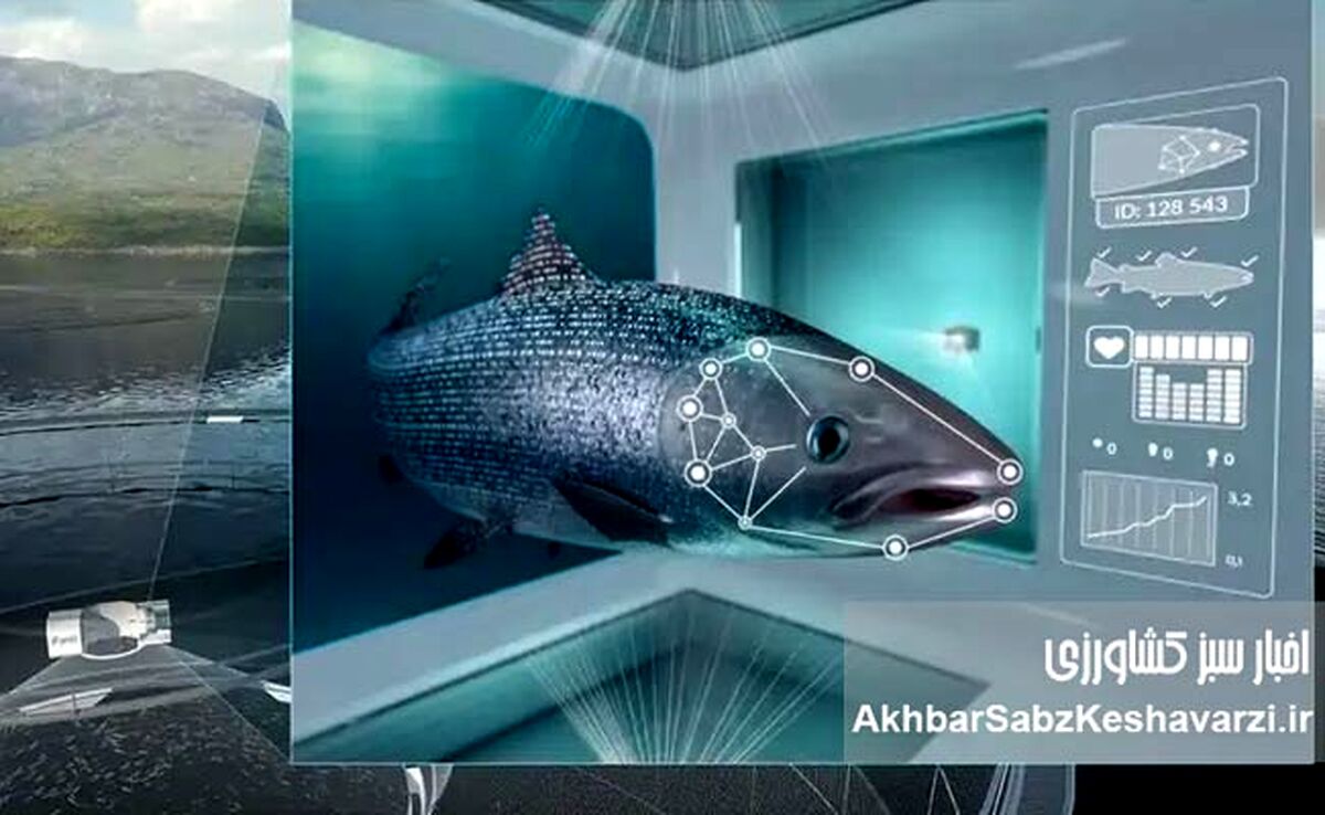 شیلات هوشمند زیرساخت پایداری در ایران