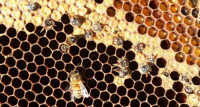 جهانی از زنبورها

