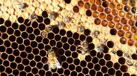 جهانی از زنبورها

