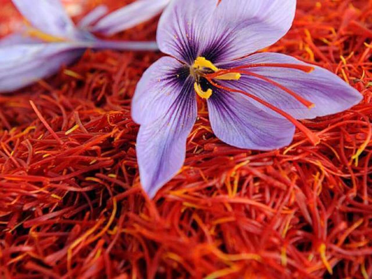 افزایش قیمت زعفران در بازار همزمان با تداوم قاچاق این محصول