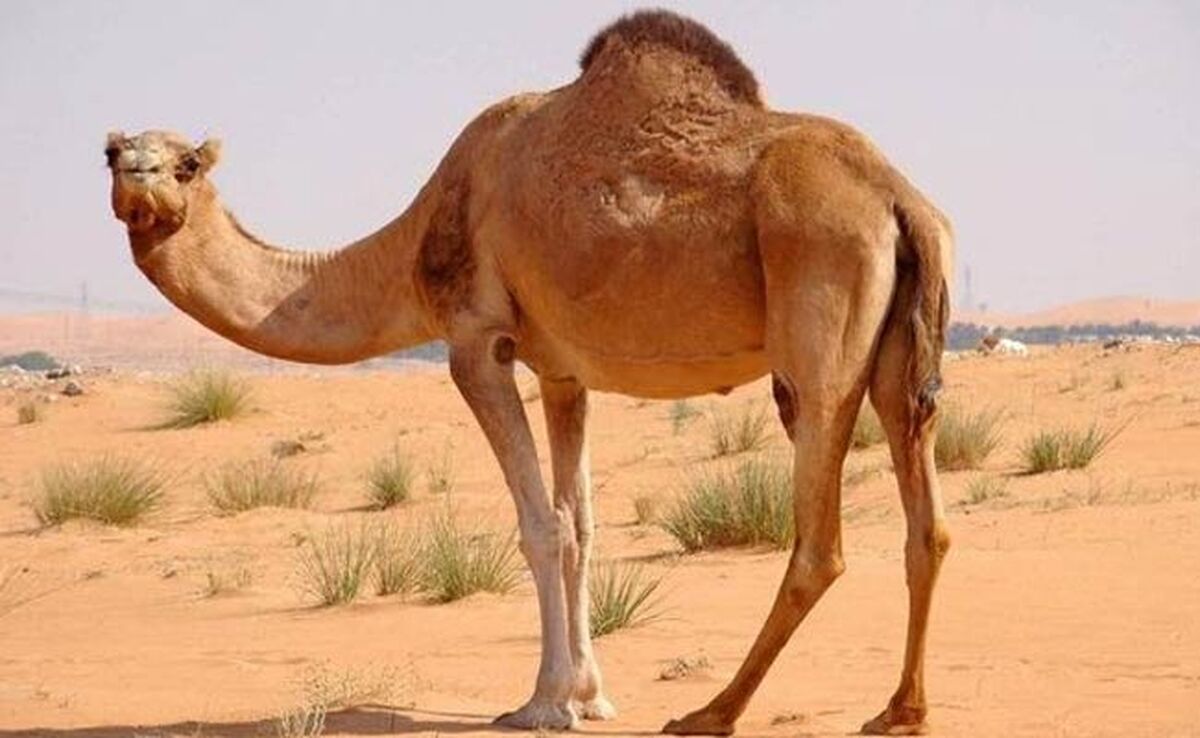 توزیع سالانه ۵ هزار تن گوشت شتر به بازار کشور

