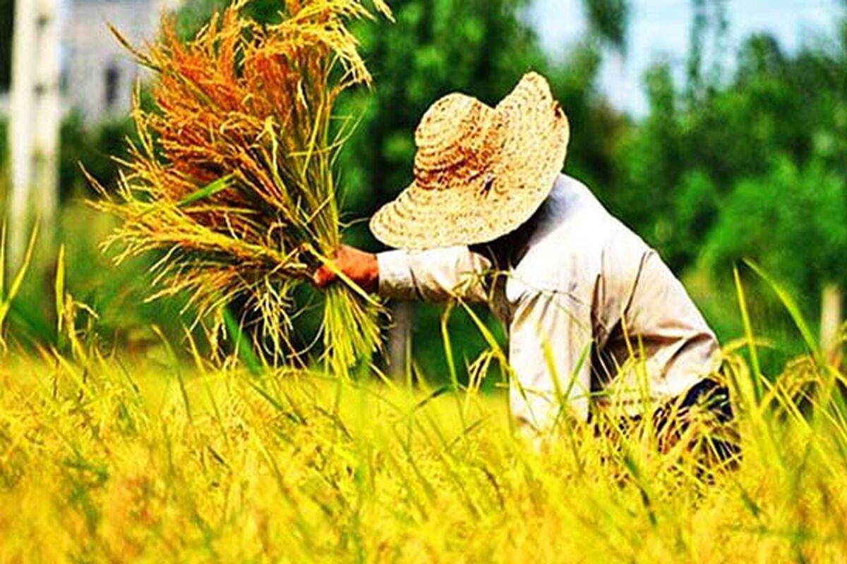 جهش ۱۵ درصدی تولید برنج؛ عبور از مرز ۲ میلیون تن محصول ایرانی