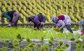 مدیریت تولید برنج در سامانه‌های مرکز ملی پایش کشاورزی

