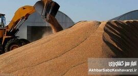 مافیای «واردات گندم»: سناریوی تکراری یا نیاز واقعی کشور؟