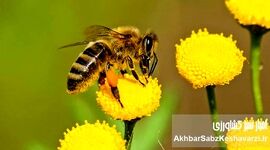 فرصت طلایی برای علاقه‌مندان به زنبورداری در دماوند؛ (دوره رایگان+جزئیات)