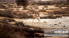 جنگ تمام می‌شود؛ اما زخم محیط‌زیست می‌ماند
