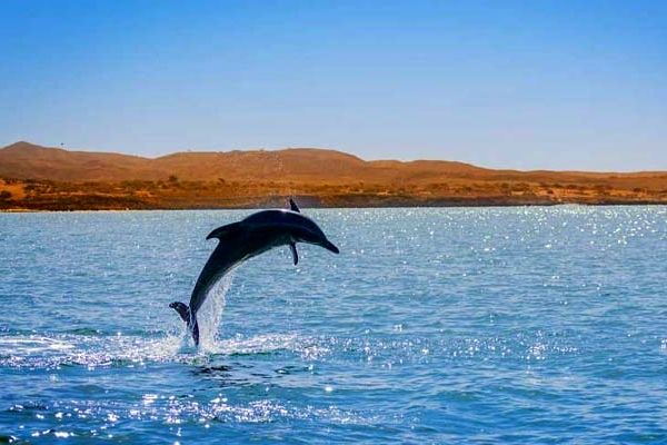دلفین‌های خلیج‌فارس تنها هستند

