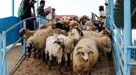 کاهش ۳۰ درصدی قیمت دام زنده؛ گوشت چرا ارزان نشد؟