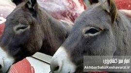 جنجال ابلاغیه گوشت اسب و الاغ؛ وقتی مدیران، «خطای خود» را به گردن خبرنگاران می‌اندازند+ابلاغیه