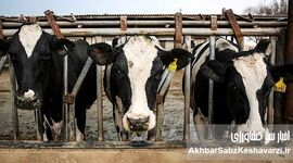 بحران نهاده‌های دامی در قلب دامپروری سمنان | سامانه بازارگاه زیر ذره‌بین دامداران شاهرودی