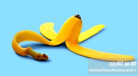 کاربردهای غیرخوراکی پوست موز؛ از زیبایی تا خانه‌داری