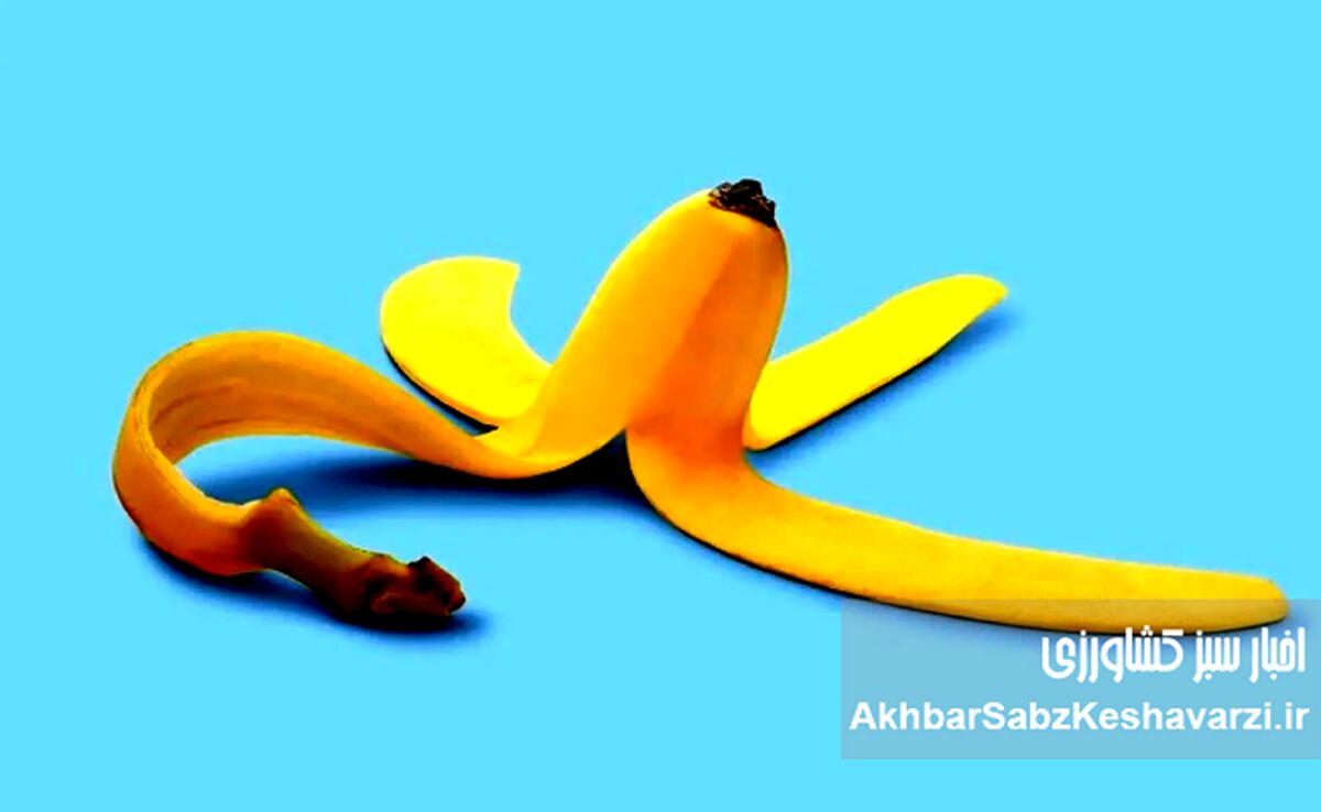 کاربردهای غیرخوراکی پوست موز؛ از زیبایی تا خانه‌داری