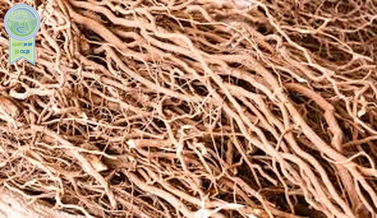 گیاه کاوا چیست و آیا مصرف آن خطر دارد؟