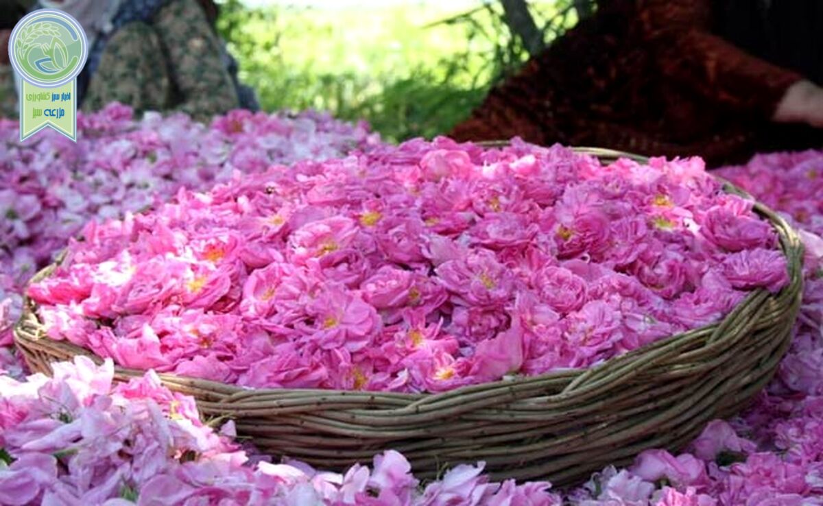 سهم یک درصدی ایران از بازار جهانی گل محمدی

