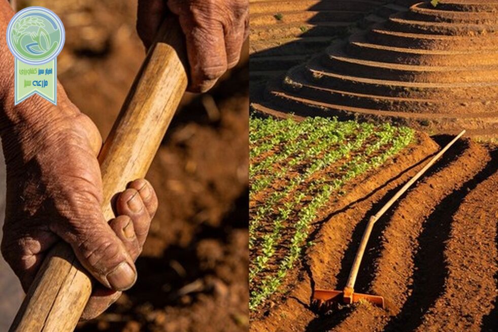 قربانی‌کردن باروری خاک پای تاوان معوقات گندم