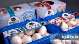 رشد قیمت محصولات پتروشیمی؛ هزینه بسته‌بندی قارچ را ۳ برابر کرد