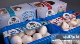 رشد قیمت محصولات پتروشیمی؛ هزینه بسته‌بندی قارچ را ۳ برابر کرد