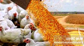 عرضه ی نهاده‌های دامی وارد فاز قراردادی شد