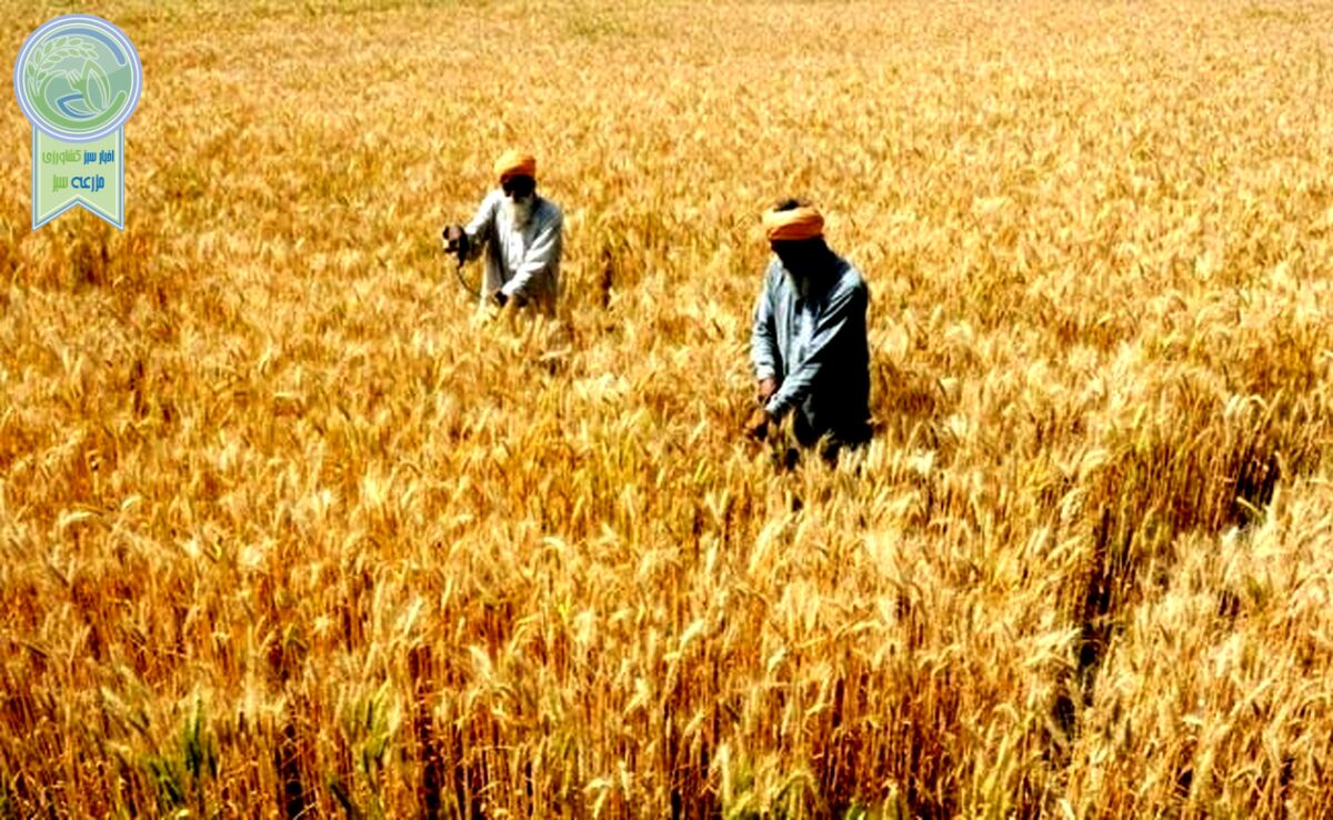 پزشکیان: مطالبات گندم‌کاران پرداخت می‌شود


