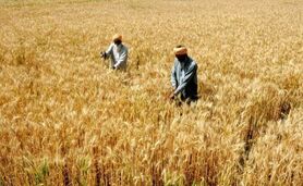 پزشکیان: مطالبات گندم‌کاران پرداخت می‌شود

