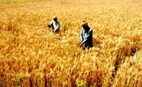 پزشکیان: مطالبات گندم‌کاران پرداخت می‌شود

